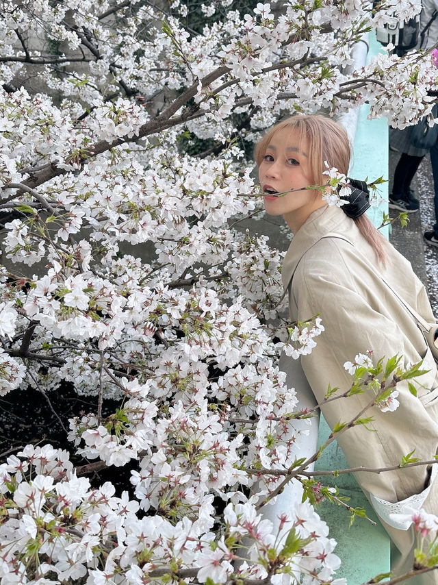 東京賞櫻🌸不要再只去中目黑了～