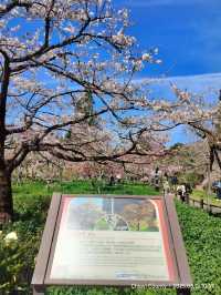 ไปดู The King of Cherry Blossom Alishan 