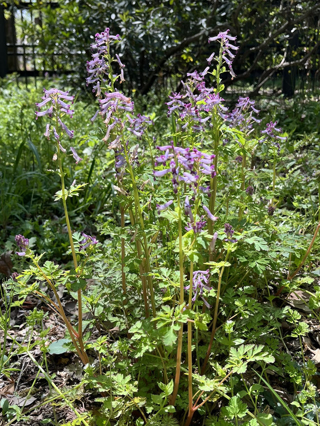 🌸新宿御苑でのんびり自然散歩タイム🍃