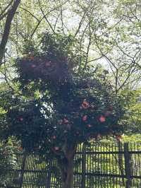 🌸新宿御苑でのんびり自然散歩タイム🍃