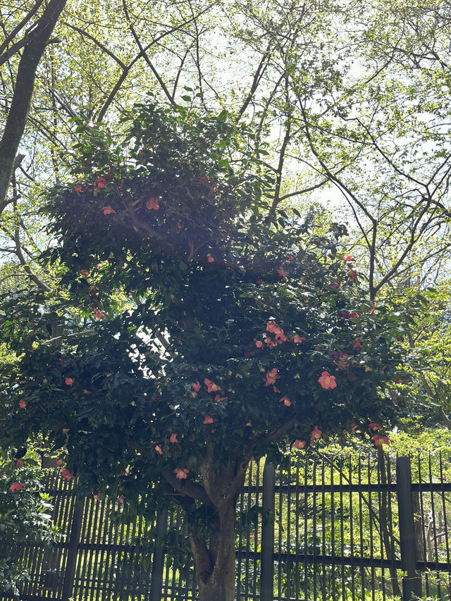 🌸新宿御苑でのんびり自然散歩タイム🍃