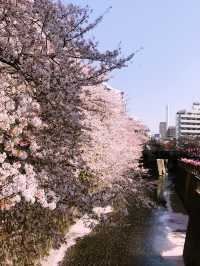 【目黒　桜舞い散る川辺を歩き郷さくら美術館でアートの桜三昧から代官山へ】