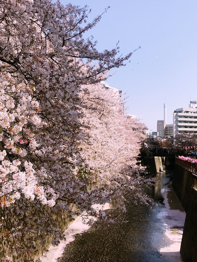 【目黒　桜舞い散る川辺を歩き郷さくら美術館でアートの桜三昧から代官山へ】
