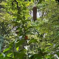 倫披尼公園·曼谷城市中的綠洲