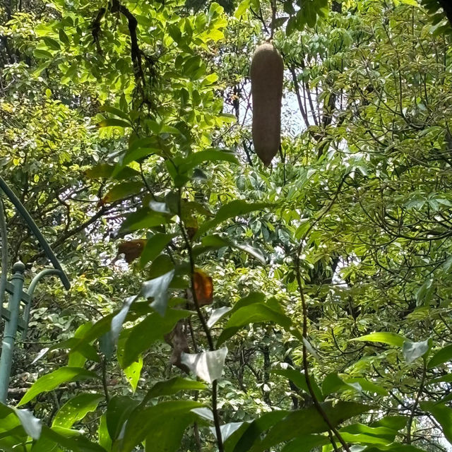 倫披尼公園·曼谷城市中的綠洲