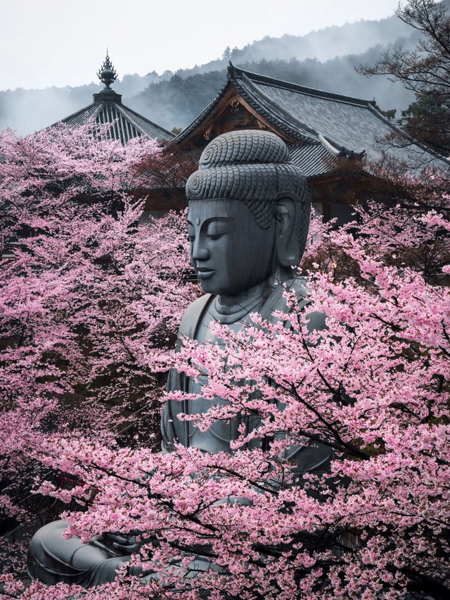 ⛩️壺阪寺🎎千年古剎的櫻花秘境🌸