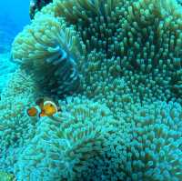 🤿潛進綠島的藍色奇遇！與海龜🌊🐢共游、牛港魚🐟擦身而過的神奇體驗🤩