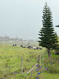 The New Zealand of Malaysia