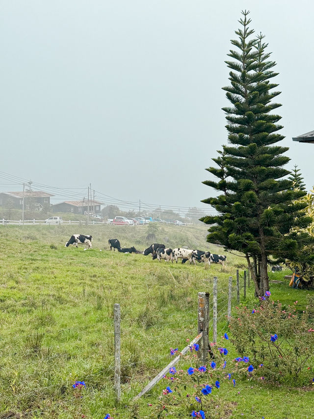 The New Zealand of Malaysia