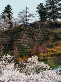 Shiraishi-gawa Tsutsumi Sakura – The Tohoku Region's Most Epic Blossom Avenue