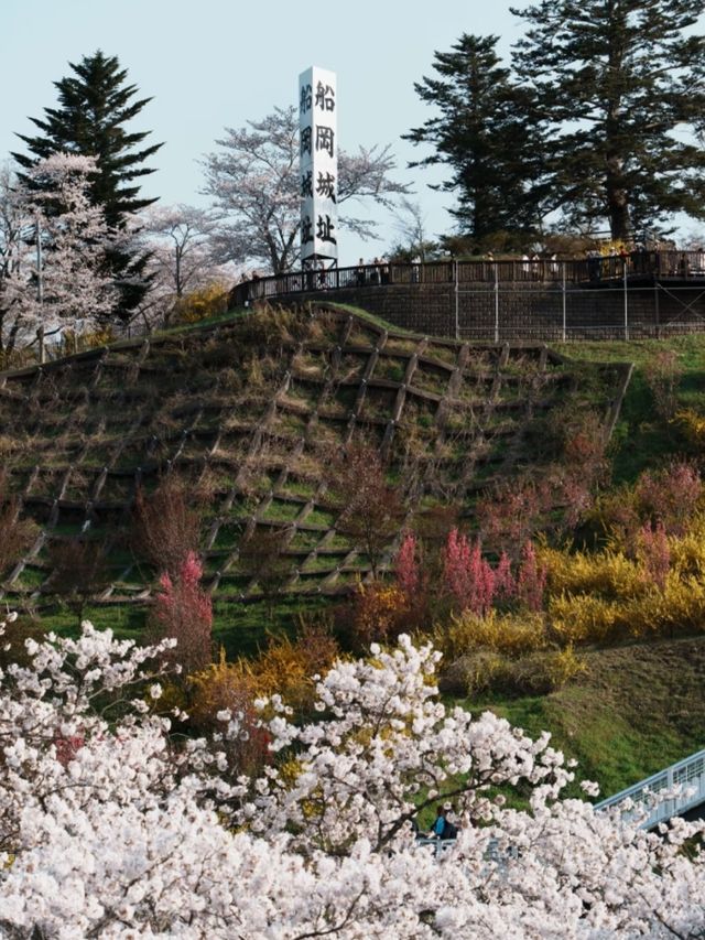 Shiraishi-gawa Tsutsumi Sakura – The Tohoku Region's Most Epic Blossom Avenue