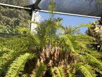 Mount Coottha Botanic garden 