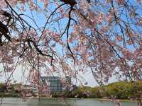 名古屋-平和公園，一萬步路線的賞櫻名所