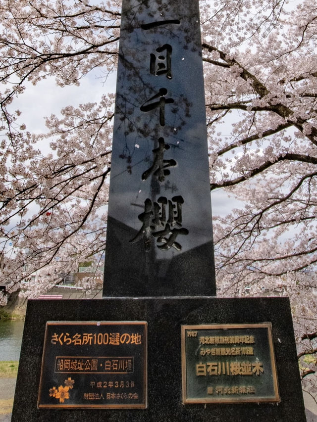 Sendai, Japan | Hitome Senbonzakura Along the Shiroishi River — Absolutely Breathtaking!