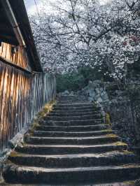 【おすすめ桜スポット】宮島厳島神社