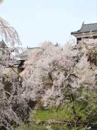 Ueda Johseki Park Cherry Blossoms– Nagano’s "Battlefield Sakura