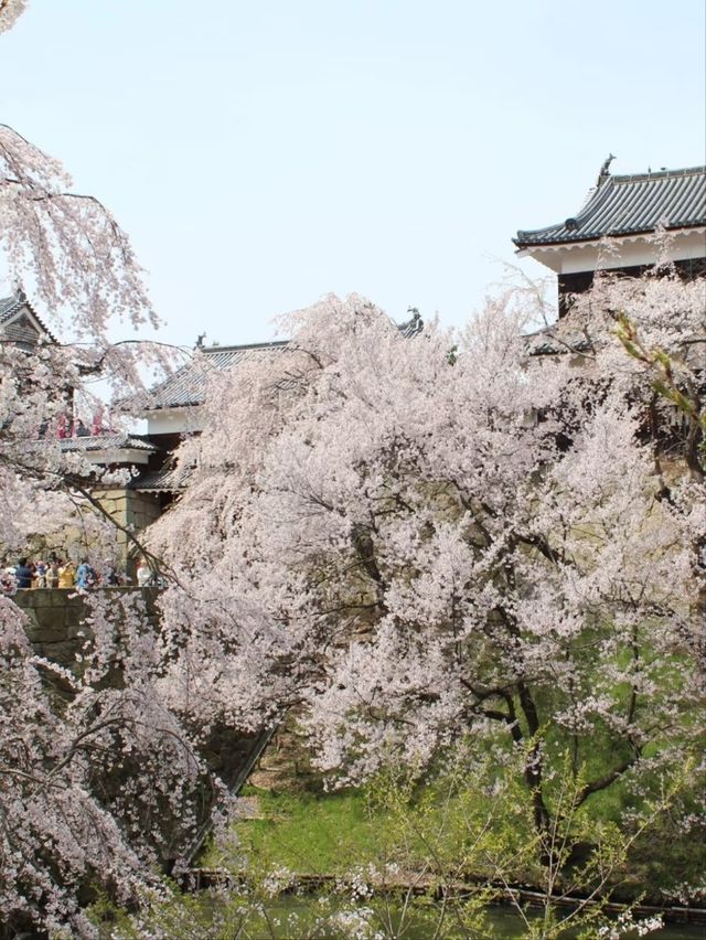 Ueda Johseki Park Cherry Blossoms– Nagano’s "Battlefield Sakura