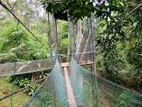 Ant-ventures in Borneo: When I Became a Giant in an Insect Metropolis!"🐜🌴