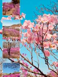 Jindallae Dongsan: A Purple Azalea Wonderland