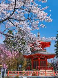 Kyoto's Shoboji Temple: A Serene Encounter with Weeping Cherry Blossoms