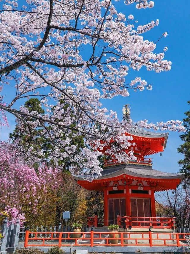 Kyoto's Shoboji Temple: A Serene Encounter with Weeping Cherry Blossoms