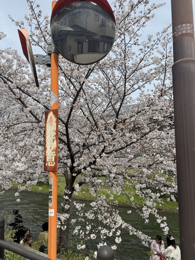 🇯🇵日本京都伏見十石舟