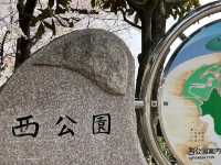 福岡賞櫻🌸西公園櫻花璀璨🌸