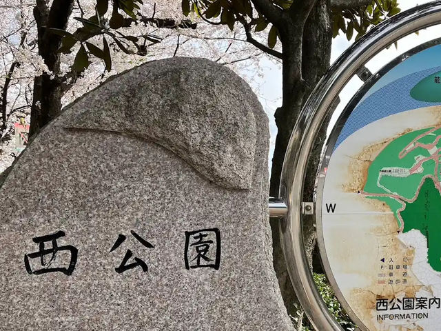 福岡賞櫻🌸西公園櫻花璀璨🌸