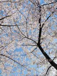 People’s Park : A Hidden Sakura Gem in the City Center