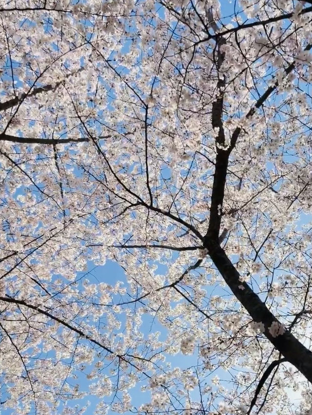 People’s Park : A Hidden Sakura Gem in the City Center