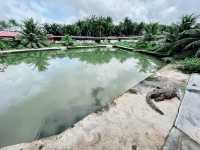 🐊 Teluk Sengat Crocodile Farm: A Solo Traveller’s Wild (and Slightly Terrifying) Adventure