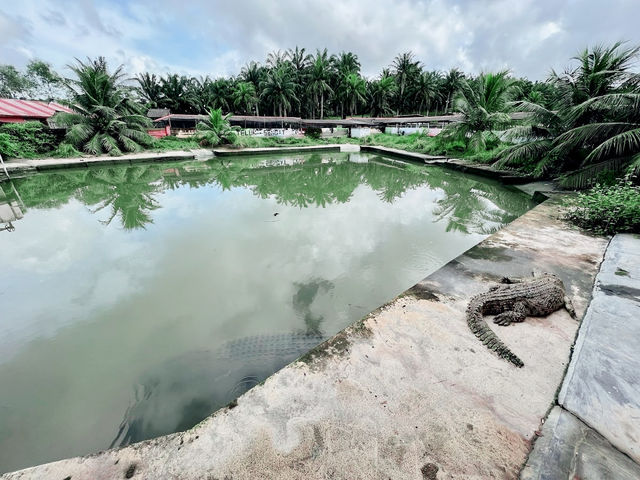 🐊 Teluk Sengat Crocodile Farm: A Solo Traveller’s Wild (and Slightly Terrifying) Adventure