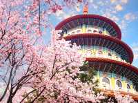 Sun Moon Lake Cherry Blossoms: Taiwan’s Lakeside Floral Paradise