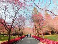 Sun Moon Lake Cherry Blossoms: Taiwan’s Lakeside Floral Paradise