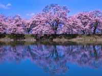 At Rokudō-tsutsumi, Spring Unfolds in Soft Steps Along the River’s Whisper