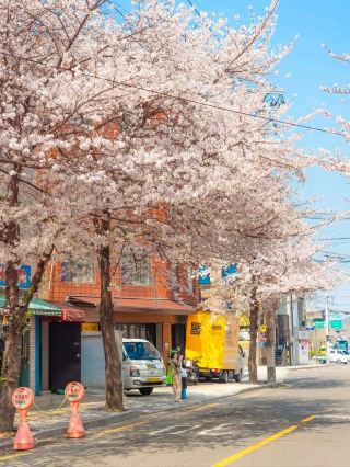 A Dreamy Stroll Through Hapcheon’s Cherry Blossom Wonderland
