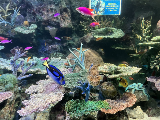 空飛ぶアシカ！？サンシャイン水族館@池袋🦭