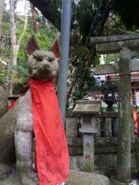 【鎌倉】鳥居が並ぶ🦊佐助稲荷神社