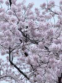 Hirosaki Park Sakura | Tohoku's Blossom Wonderland
