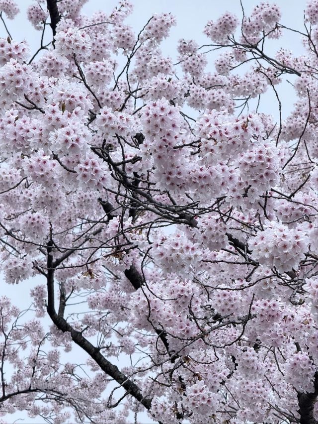 Hirosaki Park Sakura | Tohoku's Blossom Wonderland