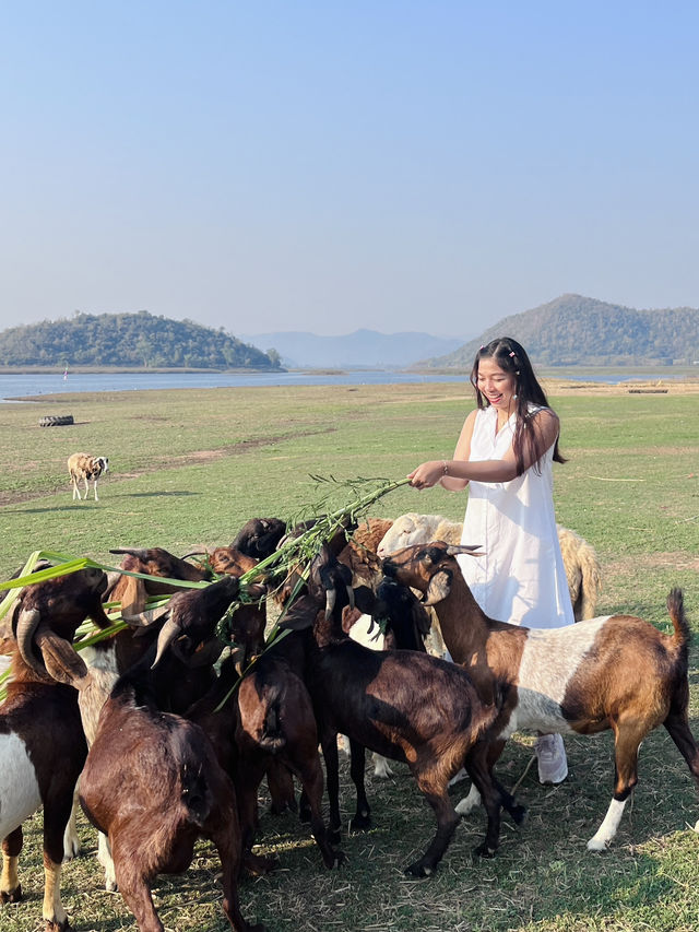จับแพะขนแกะ ท้ายเขื่อนปราณบุรี