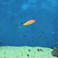 X Park Aquarium 