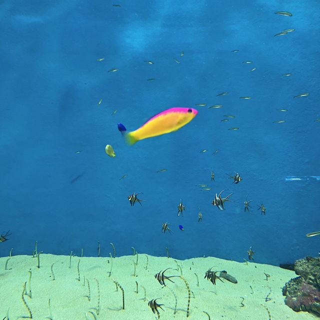 X Park Aquarium 