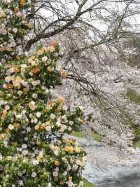 Baden-Baden, Germany | A Cherry Blossom Wonderland That Feels Like Japan in Spring