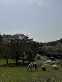 【愛知】動物と近い距離で触れ合える！鞍ヶ池公園、動物ふれあい広場