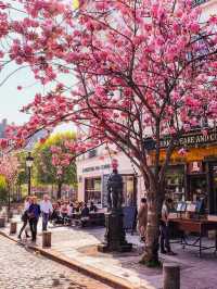 🇫🇷 Paris in Bloom｜Springtime Sakura in the City of Love