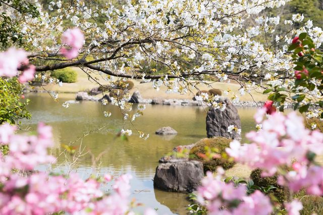 🌸 Expo '70 Park: Osaka's Secret Sakura Wonderland! 🌸