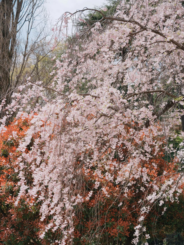 🌸 Sakura | A Day as a Cherry Blossom Aristocrat 🌸