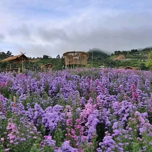 สวนดอกไม้ ป้างฮวา 🌺 l เชียงใหม่
