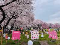 Kitakami Tenshochi: The Undisputed King of Cherry Blossoms in Tohoku